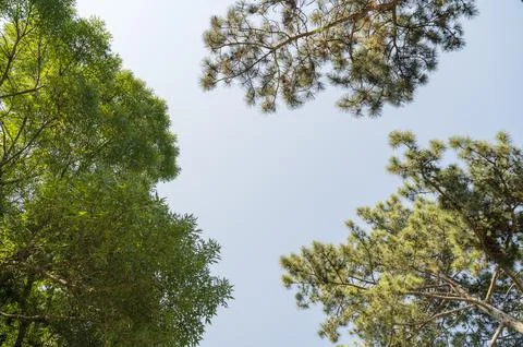 Tall pine tree tops reaching towards a clear blue sky. Stock Photos