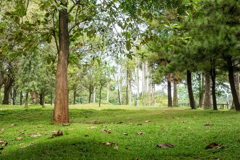 Tall Pine Tree Trunk in Bright Green Park Stock Photos