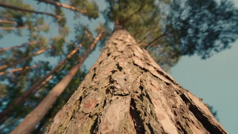 Tall Pine Tree Trunk CloseUp: Slow Motion Camera Moving Up Through Summer Forest Stock Footage 339043128