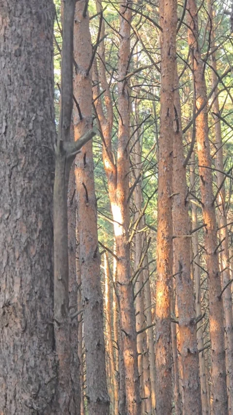 Tall pine tree trunks forest Stock Footage 339079199