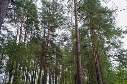 Tall pine tree trunks in the middle of woodland 스톡 사진