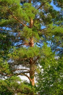 Tall pine tree with vibrant green needles. Tree trunk shows natural brown bar Stock Photos
