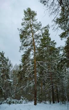 Tall pine tree in winter pine forest Foto stock