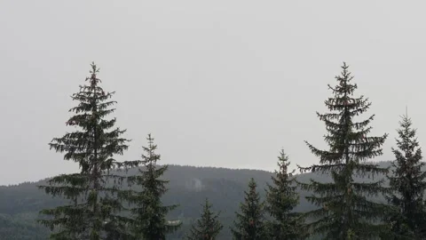 Tall pine trees against the background of mountains and an evening overcast sky. Stock Footage 248759594