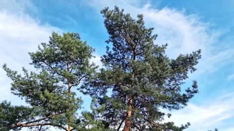 Tall pine trees against a background of blue sky with white clouds Stock Footage 271180238