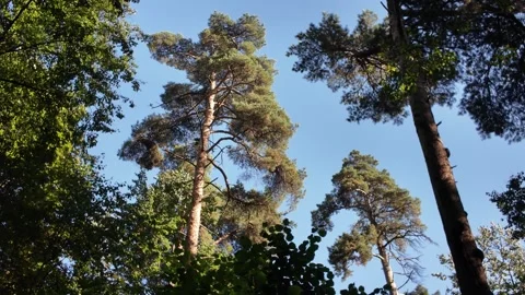 Tall Pine Trees Against Blue Sky in Peaceful Forest Stock Footage 321089512