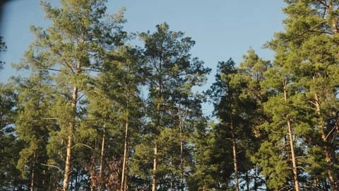 Tall pine trees against a blue sky. View from a house window. Peaceful view of a Stock Footage 321947666