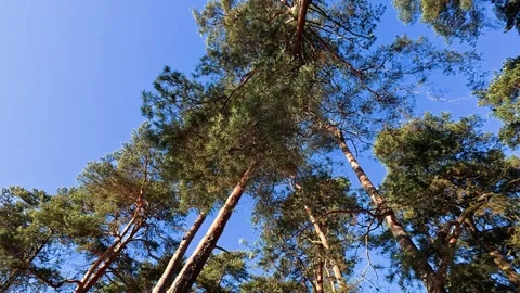 Tall Pine Trees Against Clear Blue Sky Video stock 330896214