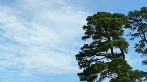 Tall pine trees against a cloudy sky 스톡 동영상 22346602