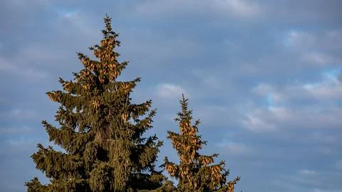 Tall pine trees against a cloudy blue sky, showcasing the beauty of nature in a Stock Photos