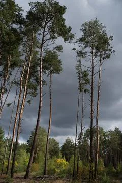 Tall pine trees against a dark sky Foto stock