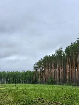 Tall pine trees against thick rain clouds, austere beauty of forest nature 스톡 사진