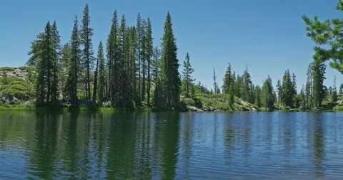 Tall pine trees along the calm shoreline of an alpine lake Video stock 347533783