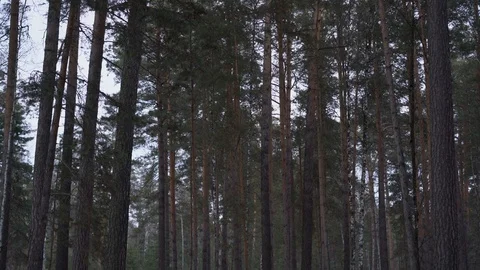 The tall pine trees are slowly swaying in the wind in the forest. 库存影片 87669147