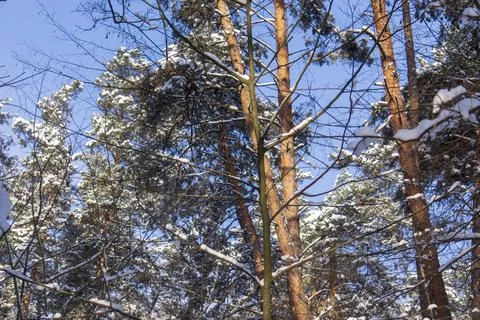 Tall pine trees on the background of the winter sky in the forest Stock Photos