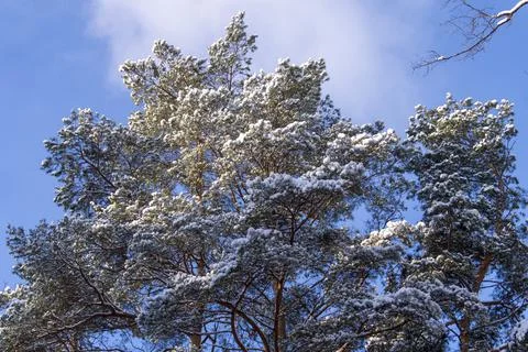Tall pine trees on the background of the winter sky in the forest Stock Photos