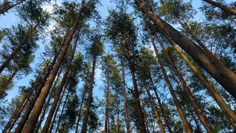 Tall pine trees from below against a blue sky Stock Footage 336795734
