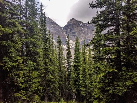 Tall pine trees below cloudy snow covered mountains Stock Photos
