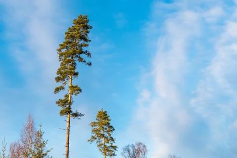 Tall pine trees by a blue sky Stock Photos