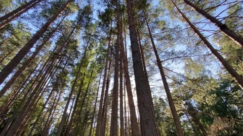 Tall pine trees, bottom up view, beautiful trees, summer landscape Video stock 137957389