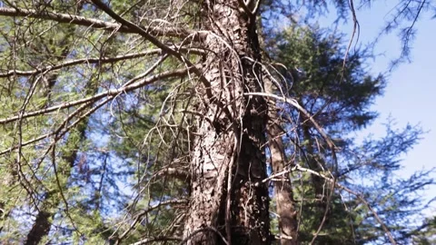 Tall pine trees branches spread wide with natural sky background Stock Footage 333540777