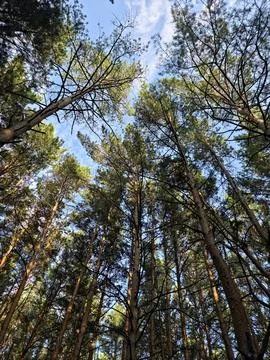 Tall pine trees canopy look Foto stock