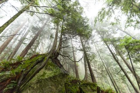 Tall pine trees clinging to a rock, Salt Creek Recreational Area, Port Angele Stock Photos