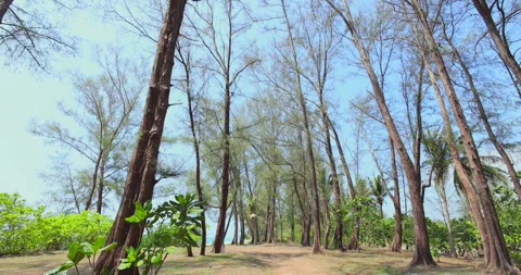 Tall pine trees in coastal forest against clear blue sky, majestic and Stock Footage 303795225