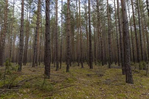 Tall pine trees in a coniferous forest in the autumn season during leaf fall, Stock Photos