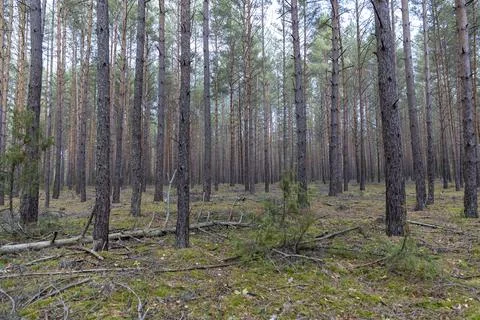 Tall pine trees in a coniferous forest in the autumn season during leaf fall, Foto stock