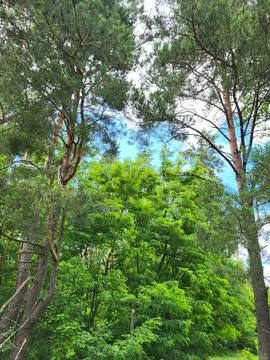 Tall pine trees in a coniferous forest 스톡 사진