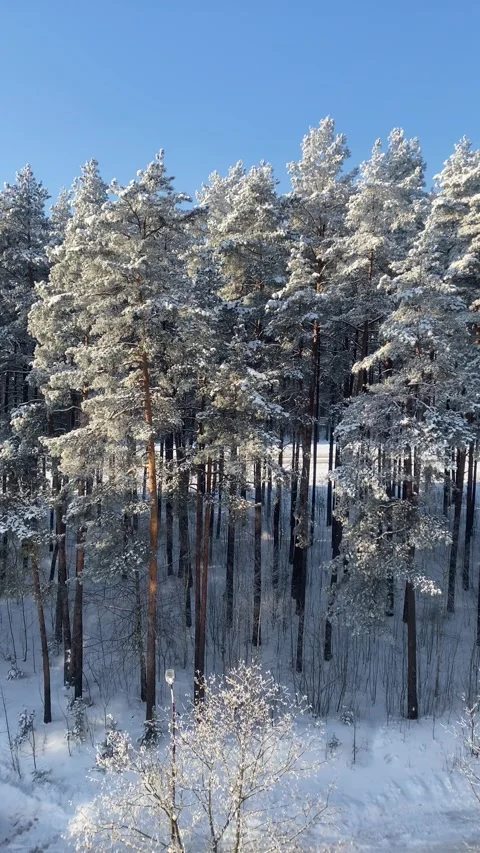 Tall pine trees covered in white snow under a clear blue sky, snowy forest Stock Footage 339096748
