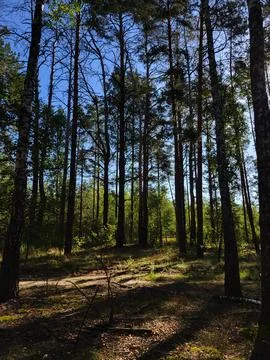 Tall pine trees in dense coniferous forest during summer Stock Photos