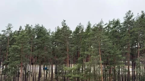 Tall pine trees in a dense forest under a gray cloudy sky Vídeo Stock 333147296
