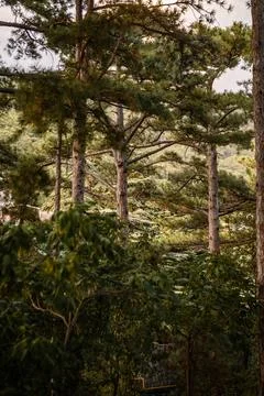 Tall pine trees in dense forest with lush needles and rugged bark, illumina.. Stock Photos