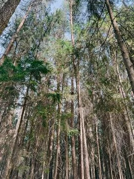 Tall Pine Trees in Dense Forest Canopy with Sunlight Photos