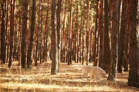 Tall pine trees in a dense forest with sunlight filtering Stock Photos
