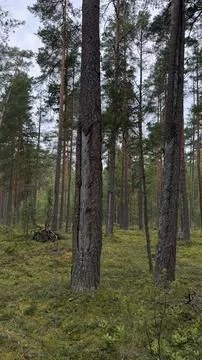 Tall pine trees in a dense forest with distinct chevron-shaped cuts on the Stock Photos