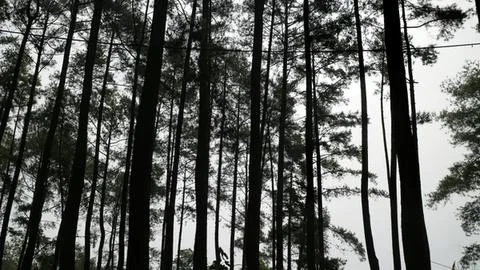 Tall pine trees in a dense forest with sunlight filtering Stock Photos