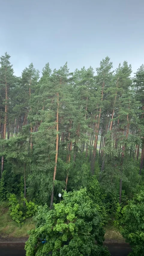 Tall pine trees in dense green forest during heavy rain 動画素材 339366739