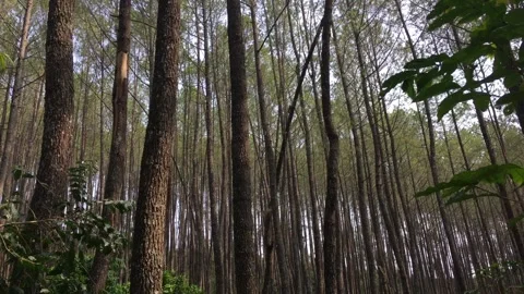 Tall Pine Trees in a Dense Mountain Forest Stock-Footage 346116764