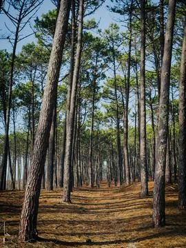 Tall Pine Trees in Dunas de Ovar Forest Portugal Stock Photos