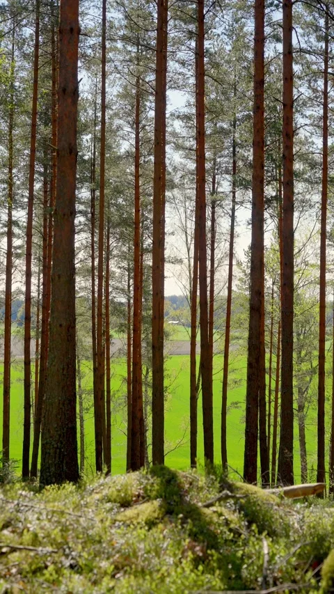 Tall pine trees in Finnish forest with spring sunlight and green field Stock Footage 309516964