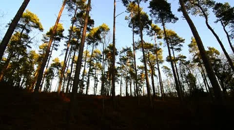 Tall Pine Trees Stock Footage 10699546