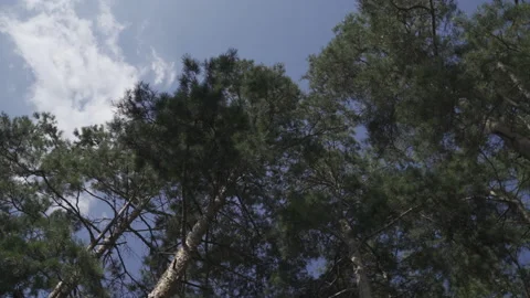 Tall pine trees  Stock Footage 141395509