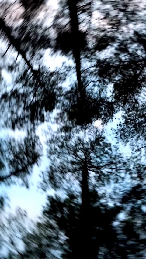 Tall pine trees Stock Footage 322956315