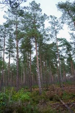 Tall pine trees with a footpath between them Stock Photos