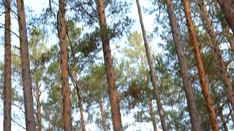 Tall pine trees in the forest against the blue sky. Video stock 249576677