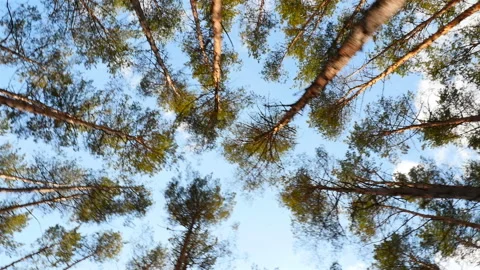 Tall pine trees in the forest. The camera moves around the trees. Bright Stock Footage 119827565