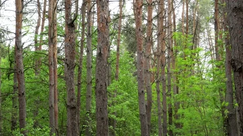 Tall pine trees in the forest. The camera moves from bottom to top. Stock Footage 131439859